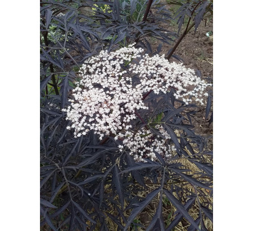 Бузина чорна Блек Лейс (Sambucus nigra ‘Black Lace’)